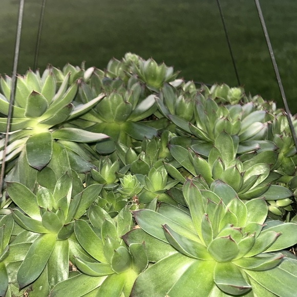 2 Pretty Good Size Of Hens and Chickens Flower - Picture 2 of 2